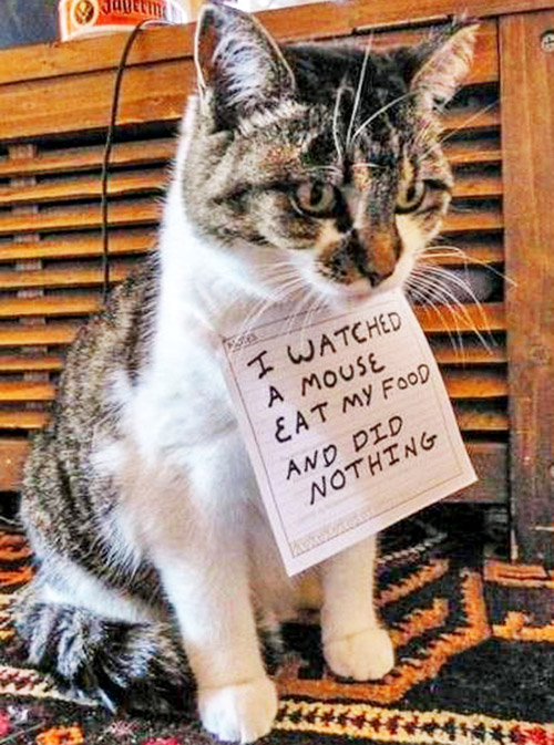 shame cats